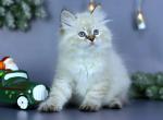 Quantum - Siberian Kitten For Sale - Norwalk, CT, US