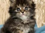 Maine Coon EZ Milaniya - Maine Coon Kitten For Sale - Brooklyn, NY, US