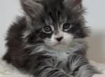 Maine Coon EZ Jidvei - Maine Coon Kitten For Sale - Brooklyn, NY, US