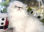 Bodhi - Scottish Fold Kitten For Sale - Tallahassee, FL, US