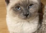 Bella - Siamese Kitten For Sale - Sequim, WA, US