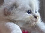 Pat's litter - Scottish Fold Kitten For Sale - Hollywood, FL, US