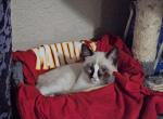 Andy - Ragdoll Kitten For Sale - Overland Park, KS, US