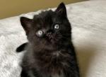 Armani - Scottish Straight Kitten For Sale - Plymouth, MA, US