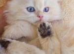 DOLA - British Shorthair Kitten For Sale - Irvine, CA, US