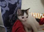 Shania - Ragdoll Kitten For Sale - Overland Park, KS, US