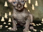 Perigon - Sphynx Kitten For Sale - Wilmington, MA, US