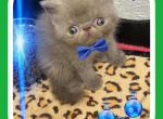 Exotic Beauties from Chocolate and Pachuco - Exotic Kitten For Sale - Tampa, FL, US