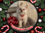 Peppermint Paws Lilac Pointed Mitted Male Ragdoll - Ragdoll Kitten For Sale - Puyallup, WA, US