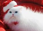 Frosty - Persian Kitten For Sale - Houston, TX, US