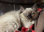 Purple - Ragdoll Kitten For Sale - 