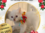 Buddy Lilac Pointed Mitted Male Ragdoll - Ragdoll Kitten For Sale - Puyallup, WA, US