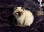 Pink - Ragdoll Kitten For Sale - 