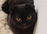 Vicky - Scottish Fold Kitten For Sale - Westfield, MA, US