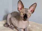 Martin - Sphynx Kitten For Sale - 