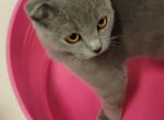 Sylvester - Scottish Fold Kitten For Sale - Westfield, MA, US