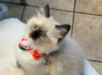 Joyzie - Ragdoll Kitten For Sale - Mount Joy, PA, US