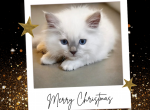 Charlie Brown Lilac Pointed Mitted Male Ragdoll - Ragdoll Kitten For Sale - Puyallup, WA, US