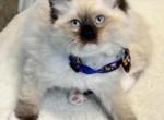 JADE - Ragdoll Kitten For Sale - Mount Joy, PA, US