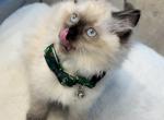 Jazzy - Ragdoll Kitten For Sale - Mount Joy, PA, US