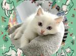 Frosty Lilac Bicolor Male Ragdoll - Ragdoll Kitten For Sale - Puyallup, WA, US