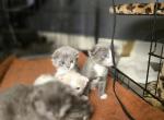 Queenies Scottish Folds 2 - Scottish Fold Kitten For Sale - Denver, CO, US