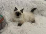 Rosetta - Birman Kitten For Sale