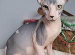 Flint - Sphynx Kitten For Sale - 