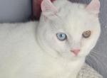 Maria - American Curl Kitten For Sale - 