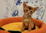 Aznavur - Abyssinian Kitten For Sale - 