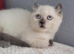 Maya - American Curl Kitten For Sale - 