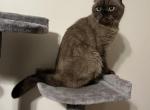 Sullivan - Scottish Fold Cat For Sale - Dyersburg, TN, US