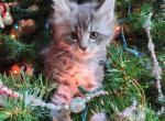 Silver - Maine Coon Kitten For Sale - 