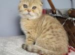 Mila - Scottish Fold Kitten For Sale - FL, US