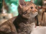 Scarlet - Minuet Kitten For Sale - 