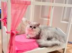 Sweetheart - Persian Kitten For Sale - Discovery Bay, CA, US