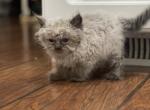 Himalayan girll - Himalayan Kitten For Adoption - 