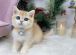 B018 - British Shorthair Kitten For Sale - 