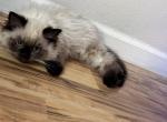 Sylvester - Himalayan Kitten For Sale - 