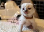 Dusty - Balinese Kitten For Sale - 