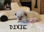 Dixie - Balinese Kitten For Sale - 