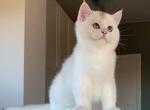 Maks - British Shorthair Kitten For Sale - 