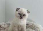 milo - Scottish Fold Kitten For Sale - 