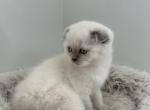 benny - Scottish Fold Kitten For Sale - Arvada, CO, US