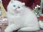 Nansy British - British Shorthair Kitten For Sale - New York, NY, US