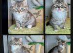 Opal's 1st Litter Iris - Siberian Kitten For Sale - 