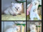 Opal's 1st Litter Finn - Siberian Kitten For Sale - 