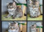 Opal's 1st Litter Marcy - Siberian Kitten For Sale - 