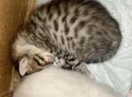 Bengal - Bengal Kitten For Sale - Schenectady, NY, US