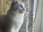 Santa's Cats - Ragdoll Cat For Sale - New York, NY, US